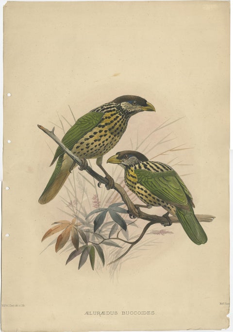 Original Antique Bird Print of The White-Eared Cat Bird, 1869, view 2