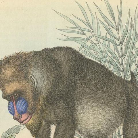 Antique Print of Baboons, the World's Largest Monkeys, 1859, close-up 1