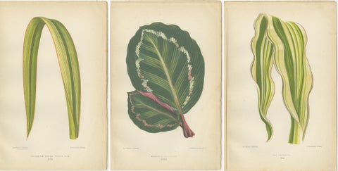 Variegated Elegance: A Collection of 19th Century Botanical Prints, view 5