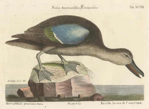 Hand-Colored Engraving of the American Blue-Winged Teal by Seligmann, ca.1770, close-up 4