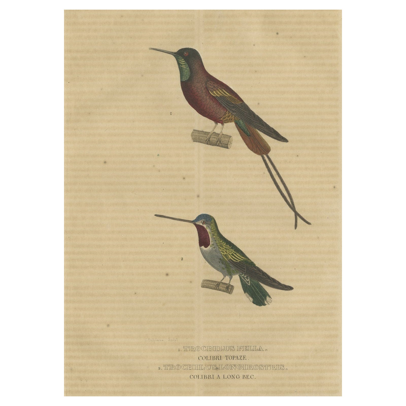 Old Bird Print of a Crimson Topaz and a Long-billed Starthroat Hummingbird, 1845