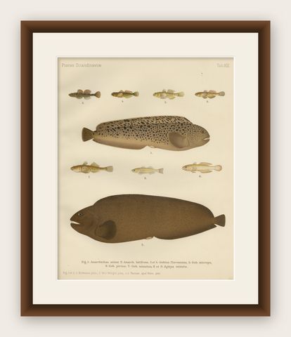 Spotted Wolffish, Broadhead Wolffish, and Gobies - Scandinavian Fish Litho, 1895, shown framed