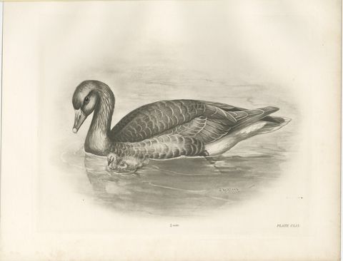Wild Geese on the Water, Antique Bird Print after Lilian Medland, circa 1909, view 2