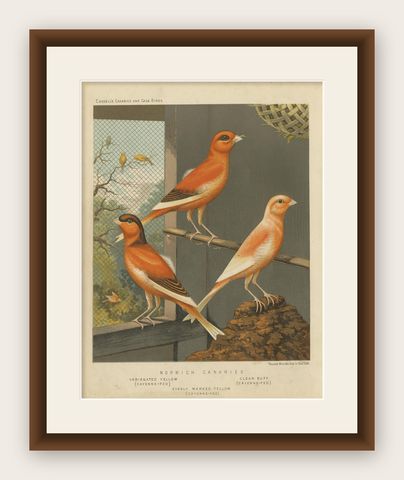 Antique Bird Print of the Norwich Canaries, Variegated Yellow and Others, shown framed