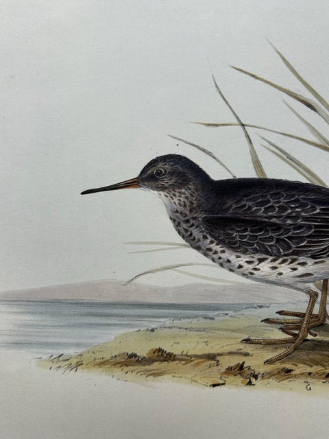 Antique Bird Print of the Purple Sandpiper by Gould, 1832, view 10