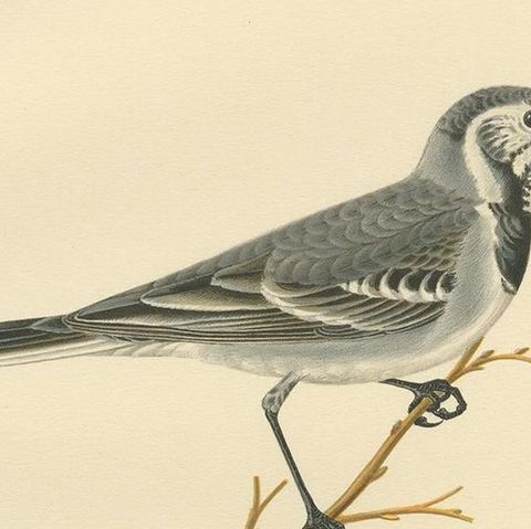 Antique Bird Print of the White Wagtail by Von Wright, 1927, close-up 2