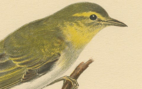 Melody in Green: Vintage Bird Print of The Wood Warbler by M. von Wright, 1927, close-up 1