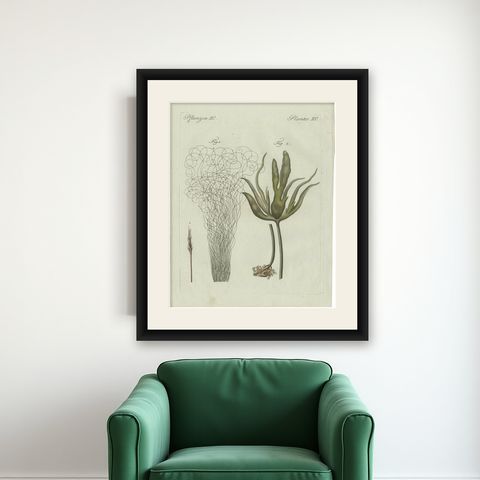 Original Antique Botanical Print of Two Remarkable Seaweeds by Bertuch, 1802, shown framed on a wall