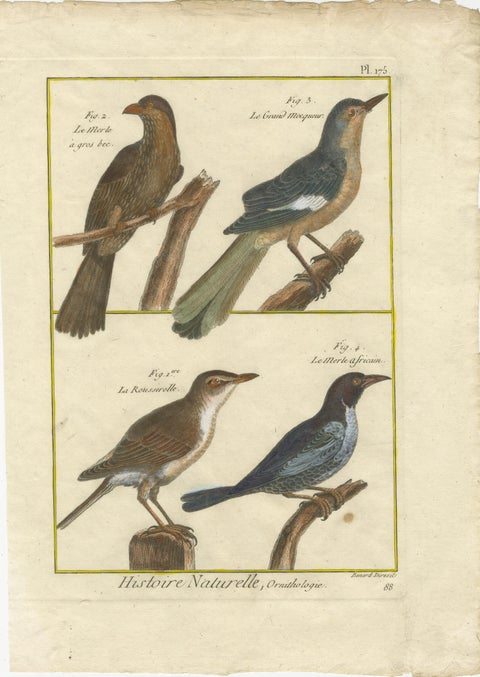 Hand-Colored Engraving of Warblers and Blackbirds from Histoire Naturelle, 1790, view 2