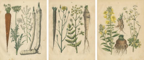 Antique Root and Medicinal Plant Prints, Botanical Studies, Germany 1852, view 5
