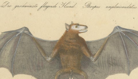 Antique Flying Fox Bat Lithograph by Karl Joseph Brodtmann, 1816, close-up 3