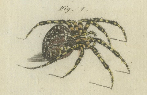 European Garden Spider Anatomy: Variations, Silk Spinnerets, and Mandibles, 1805, close-up 2