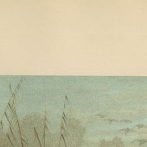 Antique Chromolithograph Print of Mallard Duck, 1898, Mounted, close-up 3