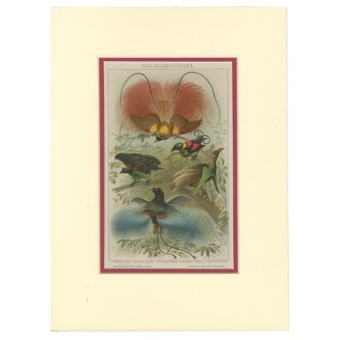 1894 Chromolithograph of Birds of Paradise, A Historical Interpretation