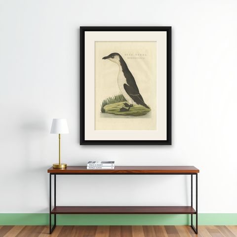 Antique Bird Print of a Young Puffin by Sepp & Nozeman, 1829, shown framed on a wall