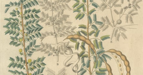 Antique Gum Arabic Botanical Print, Acacia Tortilis & Acacia Seyal, c.1831, close-up 2
