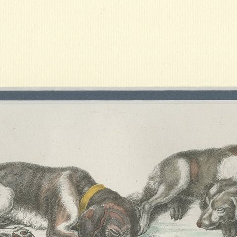 Antique Print of various Dog Breeds by Schinz '1845', close-up 1