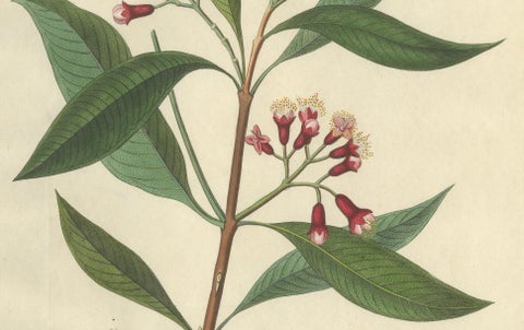 Antique Clove Botanical Print, Caryophyllus Aromaticus, Hand Colored, c.1831, close-up 2