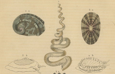Marine Mollusk Diversity: Sponges, Abalones, Limpets, and Chitons, 1845, close-up 2