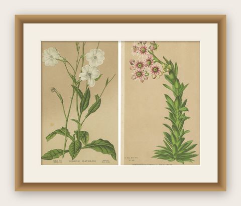 Set of 2 Antique Botany Prints, Nicotiana Suaveolens 'c.1880', shown framed