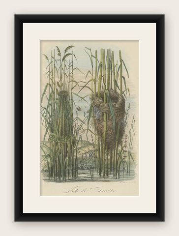 Antique Decorative Print of Warbler Nests, 1854, shown framed