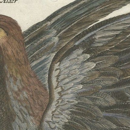 Antique Old Hand-Colored Bird Print of Two Eagles and an Eagle Claw, 1657, close-up 1