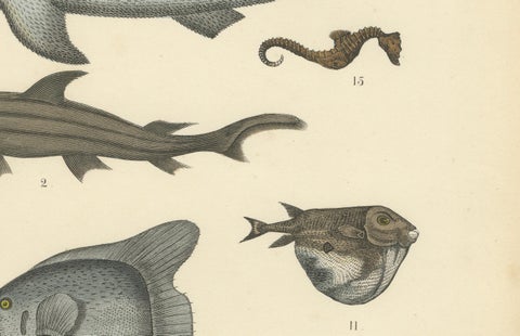 Fishes & Sea Life Print: Shark, Seahorse, Sunfish, Stingray, Antique 1867, close-up 3