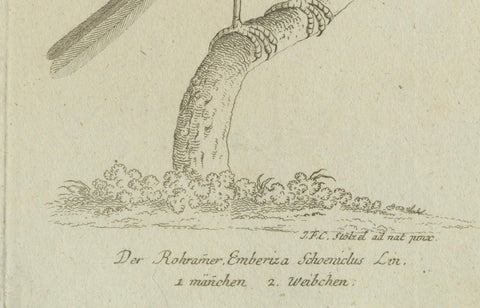 Antique Ornithological & Zoological Engraving, Bird and Bat Species, c.1800, close-up 5