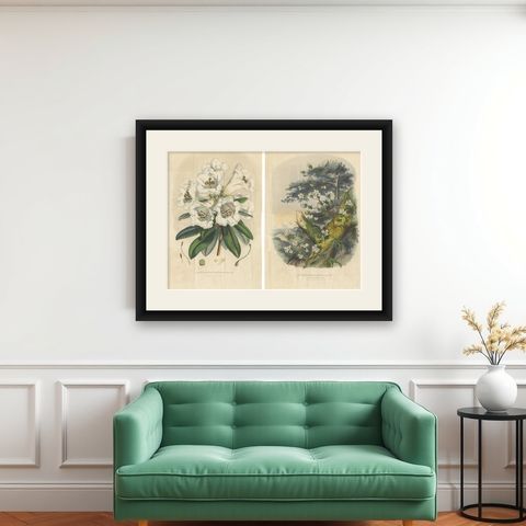 Set of 2 Antique Botany Prints, Rhododendron Dalhousiae, by Van Houtte '1849', shown framed on a wall