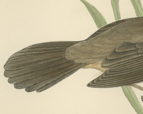 Great Sedge Warbler or Great Reed Warbler Clinging to a Reed, Morris, 1896, close-up 2