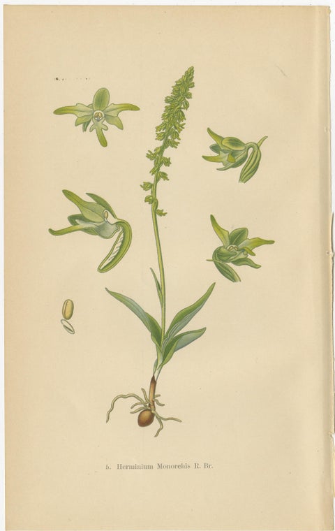 Alpine to Woodland: The Orchid Spectrum of 1904 in Antique Prints, view 3