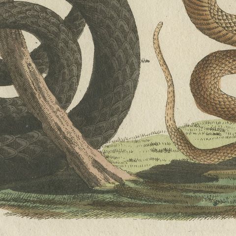 Black Snake with Hummingbird, Antique Bertuch Print, Vienna, circa 1805, close-up 4