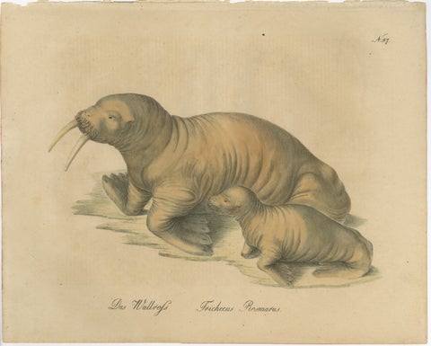 Antique Walrus Lithograph by Karl Joseph Brodtmann, 1816, view 2