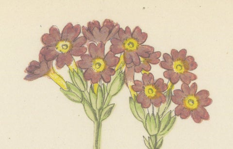 Scottish Primrose and Alpine Thyme hand coloured botanical print 1874, close-up 3