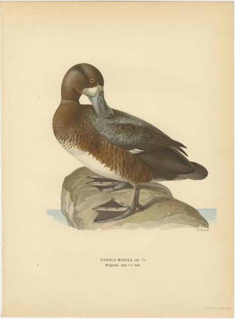Decorative Scandinavian Bird Prints, Antique Swedish Ducks, 1929 - Set of 6, view 6