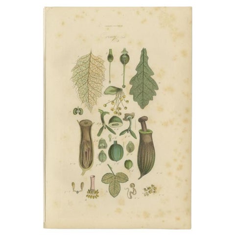 Decorative Antique Print of Various Flowers, Seeds, Leaves and More, 1854, view 2