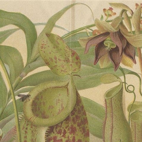 Original Antique Lithograph of Various Carnivorous Plants, circa 1890, close-up 1