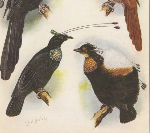 Antique Print of the Wahnes' Six-Plumed Bird of Paradise and Others, 1950, view 3