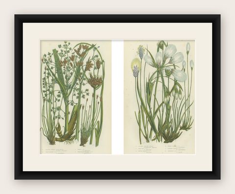 Common Wall Spleenwort Ferns, Victorian Botanical Prints, 1873 Pair, shown framed