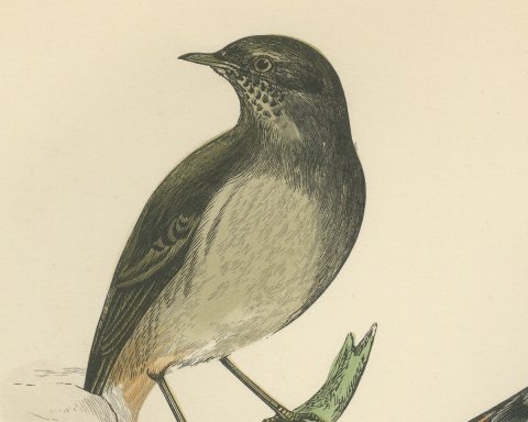 Blackstart or Black Redstart Pair on a Rock, Hand Colored Print, 1896, close-up 2