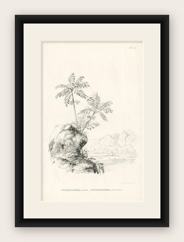Antique Botany Print of Palm Species by Blume 'c.1840', shown framed