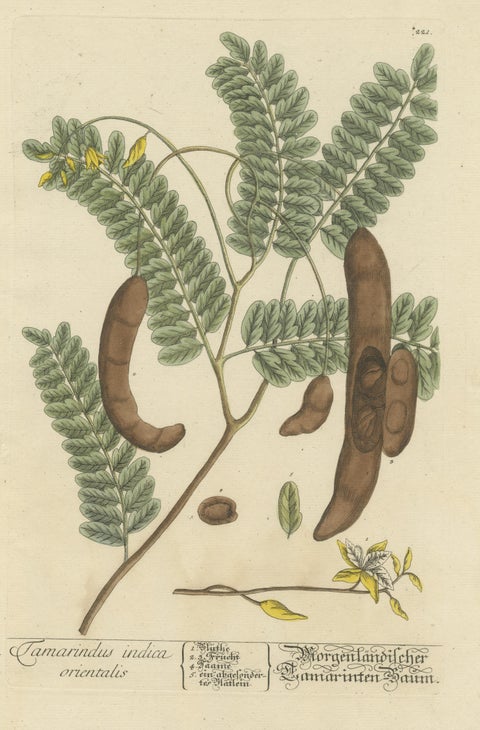 Antique Botanical Print of a Tamarind Tree, view 3