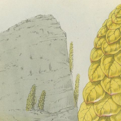 Noble Rhubarb Botanical Illustration by Louis van Houtte, 19th Century, close-up 5