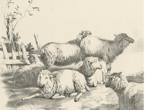 No. 22 Antique Print of Sheep by Cooper, 1839, view 3