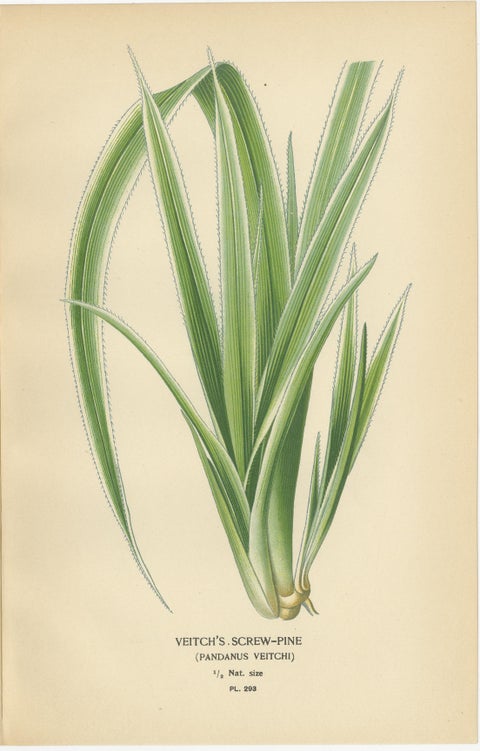 Antique Botanical Prints of Bourbon Palm, Cocos Weddeliana & Screw-Pine, c.1897, view 4