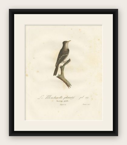 Large Antique Bird Print of an Eastern Wood Pewee, shown framed