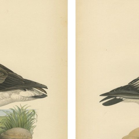 Antique Scandinavian Goose Lithographs Set of 4, Svenska Fåglar, Sweden 1929, close-up 1