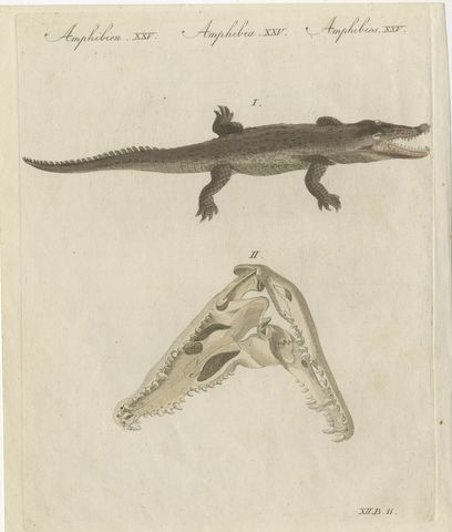 Crocodile with a Study of Its Skull, Antique Bertuch Print, Vienna, circa 1809