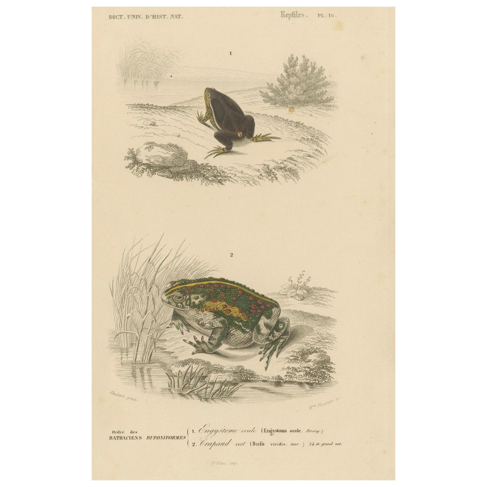 Frog Print of Oval Engystoma and Green Toad, c.1850, by Orbigny