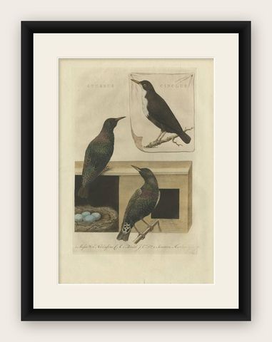 Antique Bird Print, Starling & White-throated Dipper by Nozeman & Sepp, 1770, shown framed